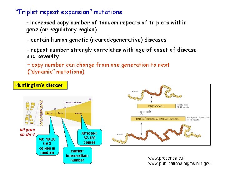 “Triplet repeat expansion” mutations - increased copy number of tandem repeats of triplets within