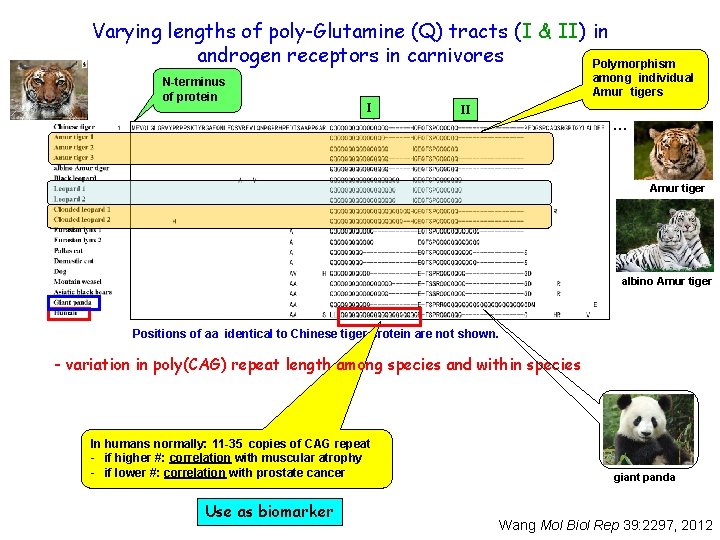 Varying lengths of poly-Glutamine (Q) tracts (I & II) in androgen receptors in carnivores