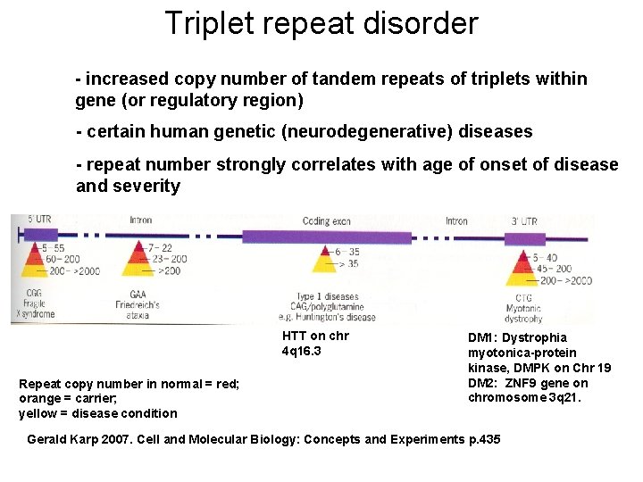 Triplet repeat disorder - increased copy number of tandem repeats of triplets within gene