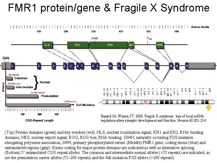 FMR 1 protein/gene & Fragile X Syndrome Bassell GJ, Warren ST. 2008. Fragile X