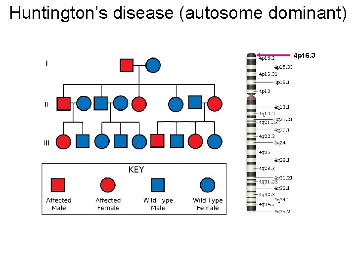 Huntington’s disease (autosome dominant) 4 p 16. 3 