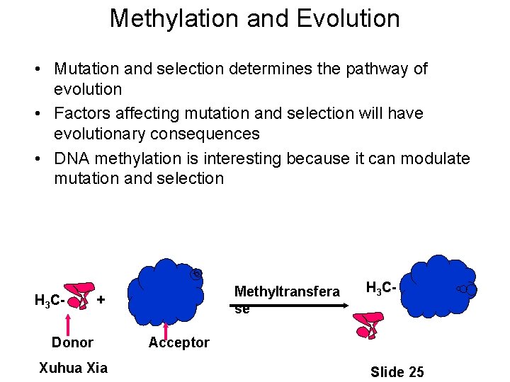 Methylation and Evolution • Mutation and selection determines the pathway of evolution • Factors