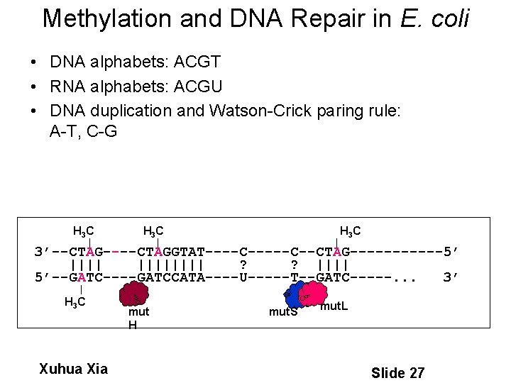 Methylation and DNA Repair in E. coli • DNA alphabets: ACGT • RNA alphabets: