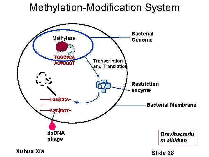 Methylation-Modification System Bacterial Genome Methylase TGGC*CA AC*CGGT Transcription and Translation Restriction enzyme ----TGG|CCA-----ACC|GGT-- ds.