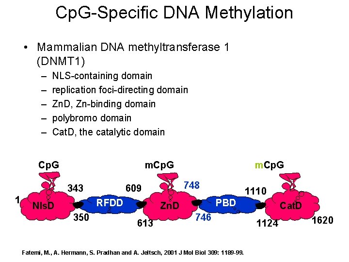 Cp. G-Specific DNA Methylation • Mammalian DNA methyltransferase 1 (DNMT 1) – – –