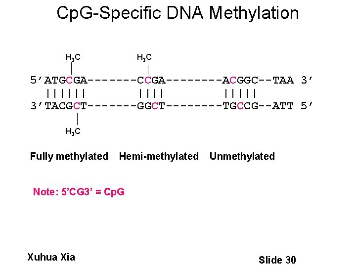 Cp. G-Specific DNA Methylation H 3 C 5’ATGCGA-------CCGA----ACGGC--TAA 3’ |||||| 3’TACGCT-------GGCT----TGCCG--ATT 5’ H 3