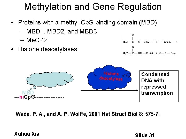 Methylation and Gene Regulation • Proteins with a methyl-Cp. G binding domain (MBD) –
