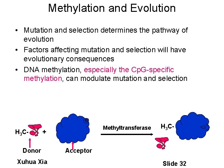 Methylation and Evolution • Mutation and selection determines the pathway of evolution • Factors