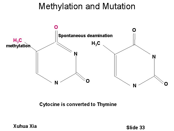 Methylation and Mutation NH O 2 O Spontaneous deamination H 3 C methylation N