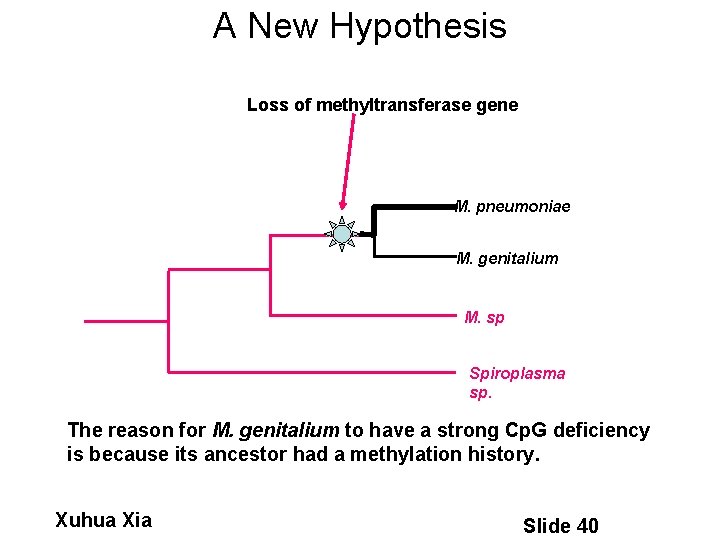 A New Hypothesis Loss of methyltransferase gene M. pneumoniae M. genitalium M. sp Spiroplasma