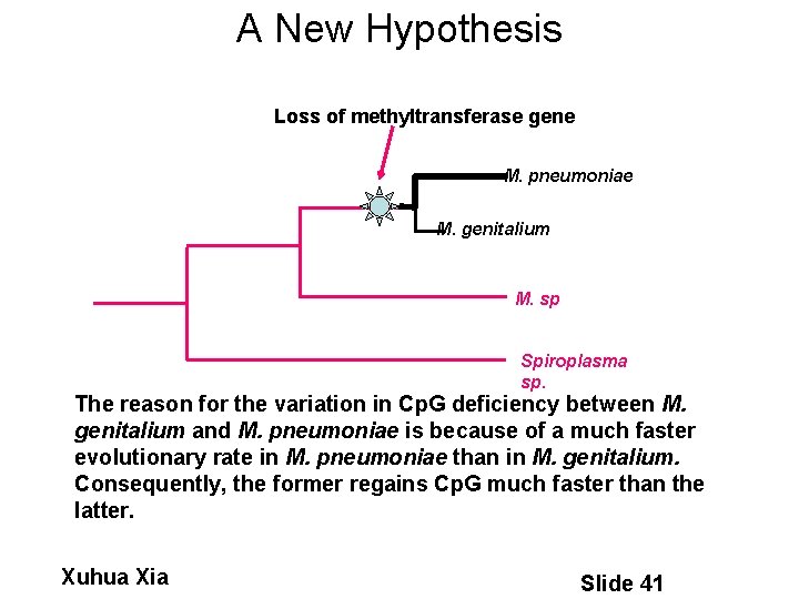 A New Hypothesis Loss of methyltransferase gene M. pneumoniae M. genitalium M. sp Spiroplasma
