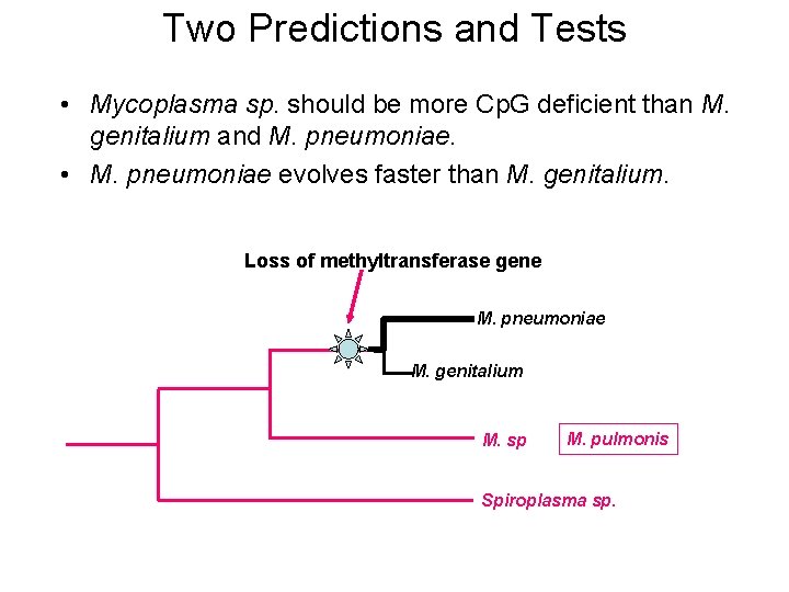 Two Predictions and Tests • Mycoplasma sp. should be more Cp. G deficient than