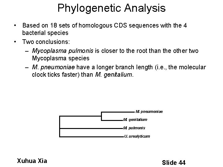 Phylogenetic Analysis • Based on 18 sets of homologous CDS sequences with the 4