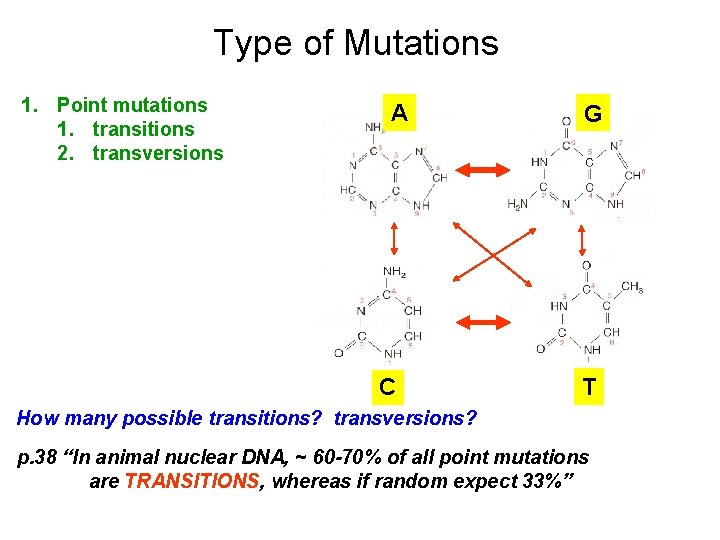 Type of Mutations 1. Point mutations 1. transitions 2. transversions A C G T