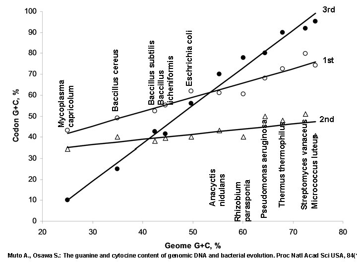 Streptomyces vanaceus Micrococcus luteus Thermus thermophilus Pseudomonas aeruginosa Rhizobium parasponia Anacyctis nidulans Eschrichia coli