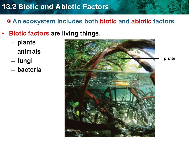 13. 2 Biotic and Abiotic Factors An ecosystem includes both biotic and abiotic factors.