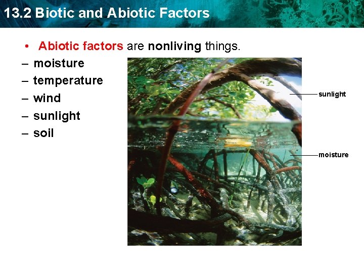 13. 2 Biotic and Abiotic Factors • – – – Abiotic factors are nonliving