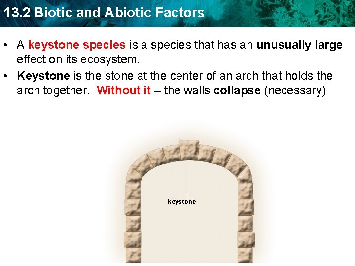 13. 2 Biotic and Abiotic Factors • A keystone species is a species that