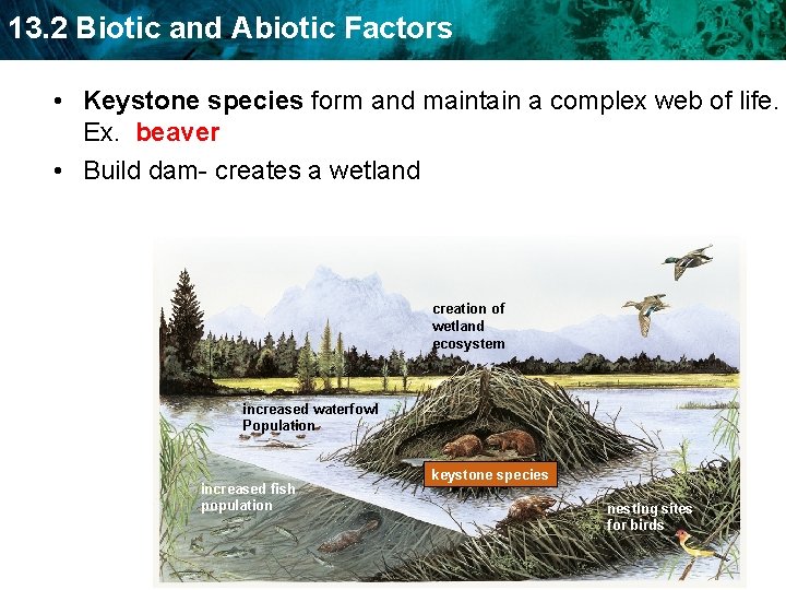 13. 2 Biotic and Abiotic Factors • Keystone species form and maintain a complex