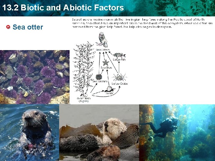 13. 2 Biotic and Abiotic Factors Sea otter 
