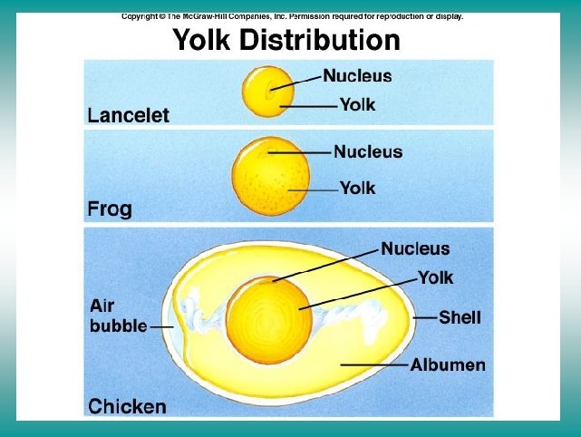 Yolk distribution in amniotic eggs affects blastula development 