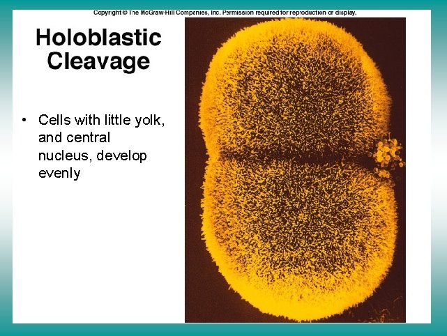 Holoblastic cleavage • Cells with little yolk, and central nucleus, develop evenly 