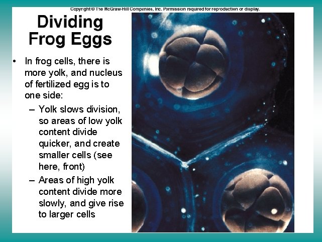 Uneven cleavage • In frog cells, there is more yolk, and nucleus of fertilized