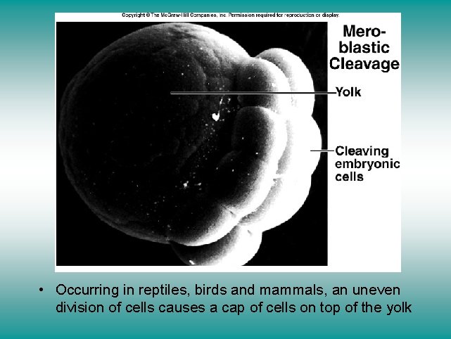 Meroblastic cleavage • Occurring in reptiles, birds and mammals, an uneven division of cells