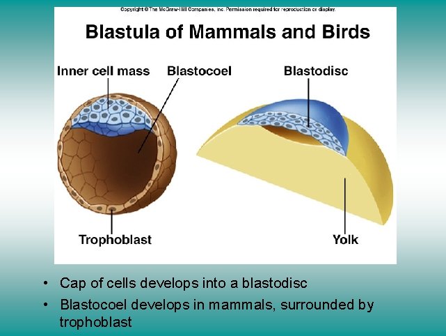 Blastula of mammals and birds • Cap of cells develops into a blastodisc •