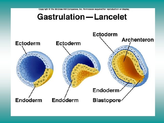 Gastrulation in the lancelet 