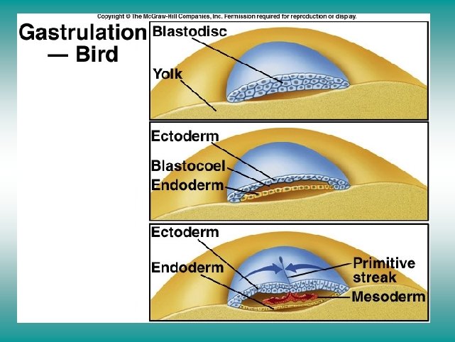 Gastrulation in birds 