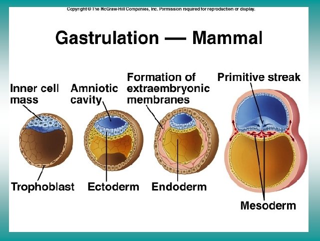 Gastrulation in mammals 