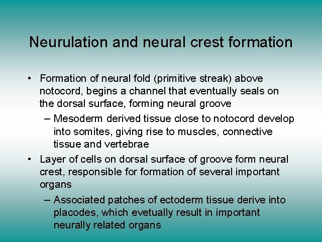 Neurulation and neural crest formation • Formation of neural fold (primitive streak) above notocord,