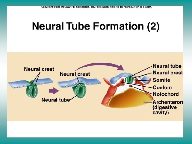 Neural tube formation (II) 