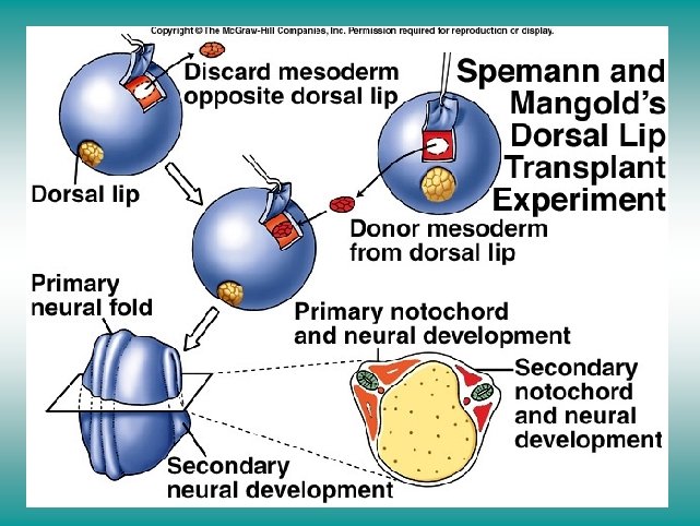 Spemann and Mangold’s dorsal lip transplant experiment 