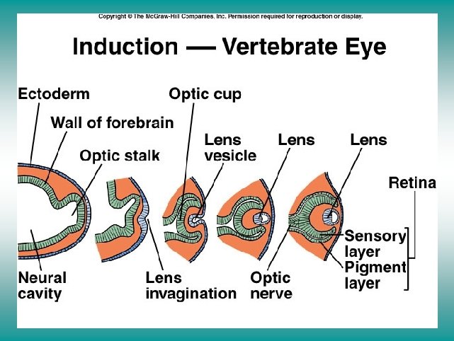 Induction of the vertebrate eye 