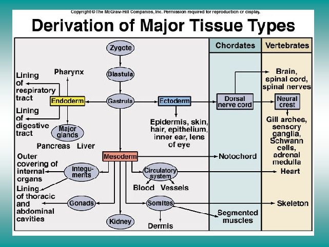 Derivation of major tissue types 