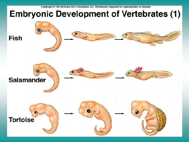 Embryonic development of vertebrates (I) 