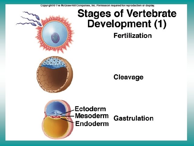 Stage of vertebrate development (I) 