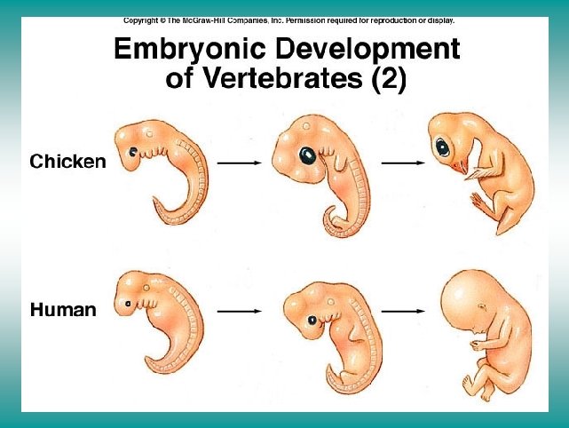 Embryonic development of vertebrates (II) 