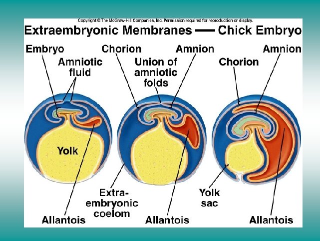 Extraembryonic membranes - Chick embryo 