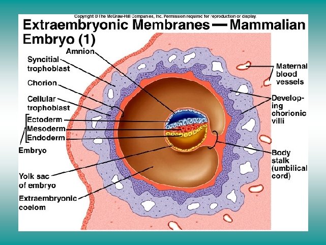 Extraembryonic membranes mammalian embryo (I) 