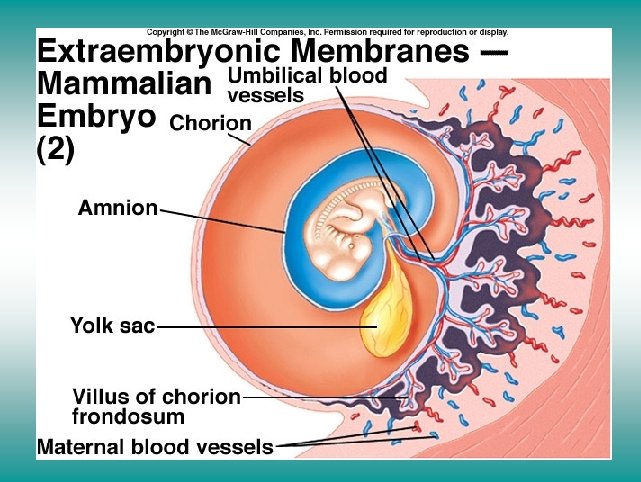 Extraembryonic membranes mammalian embryo (II) 