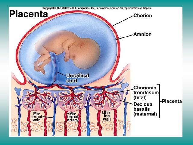 The placenta 