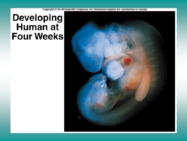 Developing human at 4 weeks 