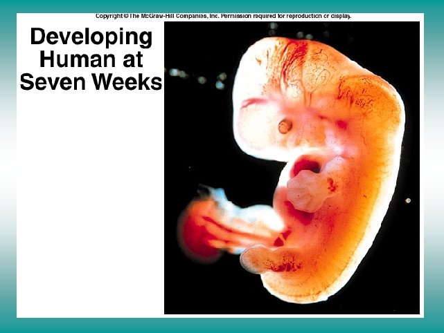 Developing human at 7 weeks 