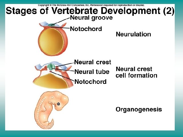 Stage of vertebrate development (II) 