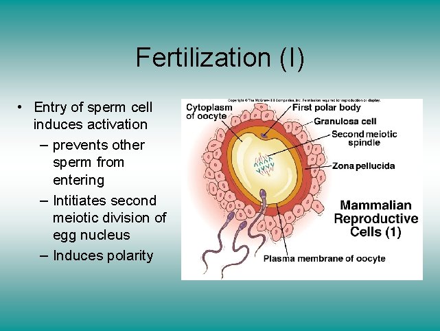 Fertilization (I) • Entry of sperm cell induces activation – prevents other sperm from