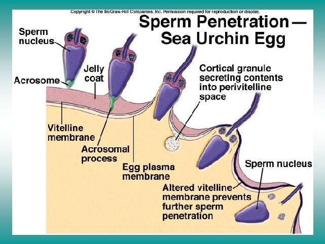 Fertilization in sea urchins 