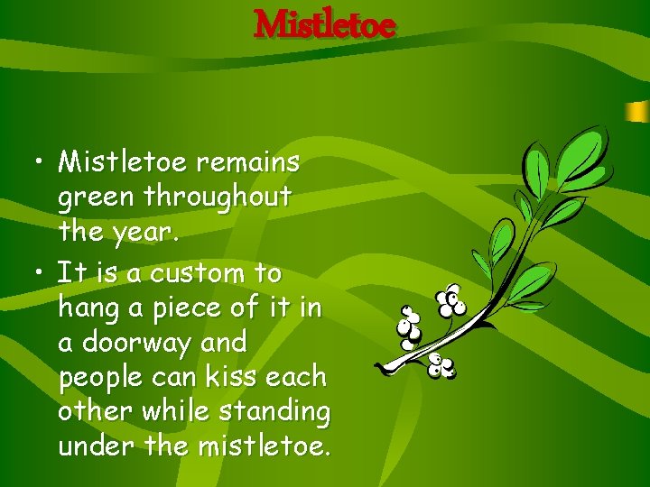 Mistletoe • Mistletoe remains green throughout the year. • It is a custom to